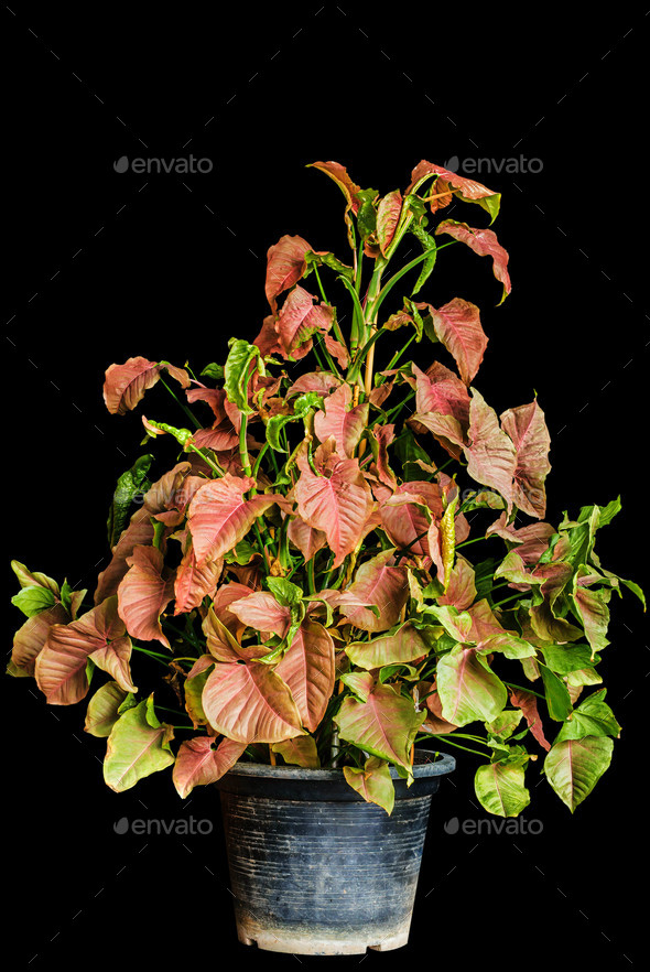 plants on a black background Stock Photo by RK1919 PhotoDune